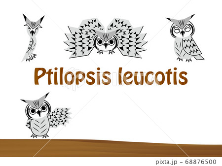 フクロウ お洒落なコノハズクさん イラスト セット ポストカード ベクターのイラスト素材 フクロウ お洒落なコノハズクさん イラスト セット ポストカード ベクターのイラスト素材