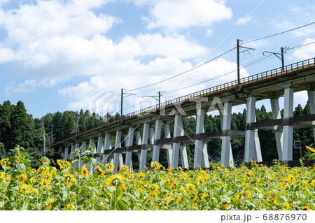 鉄道高架橋とひまわり畑　千葉県大網白里市　日本 68876970