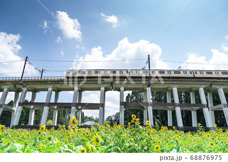 鉄道高架橋とひまわり畑　千葉県大網白里市　日本 68876975