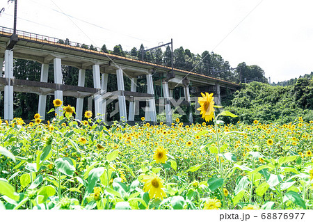 鉄道高架橋とひまわり畑　千葉県大網白里市　日本 68876977