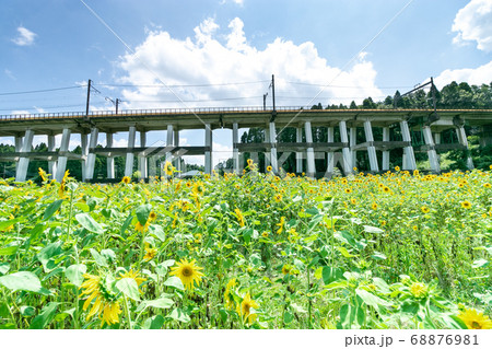 鉄道高架橋とひまわり畑 千葉県大網白里市 日本 鉄道高架橋とひまわり畑 千葉県大網白里市 日本 68876981