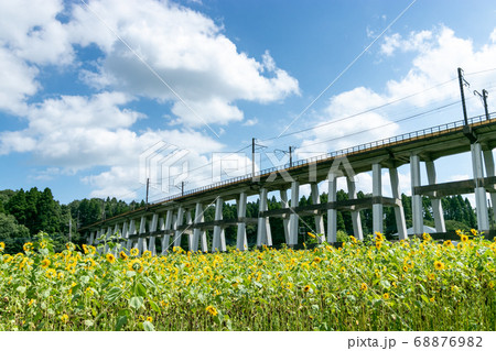 鉄道高架橋とひまわり畑　千葉県大網白里市　日本 68876982