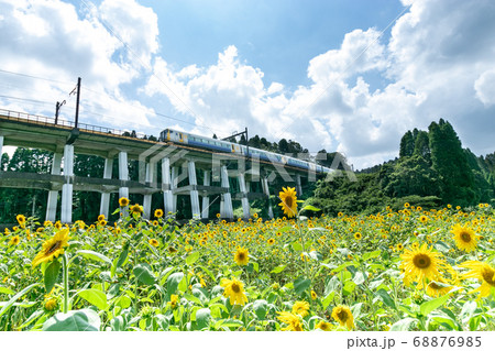 鉄道高架橋とひまわり畑　千葉県大網白里市　日本 68876985