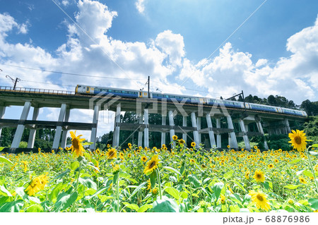 鉄道高架橋とひまわり畑　千葉県大網白里市　日本 68876986