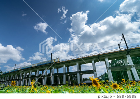 鉄道高架橋とひまわり畑　千葉県大網白里市　日本 68876988