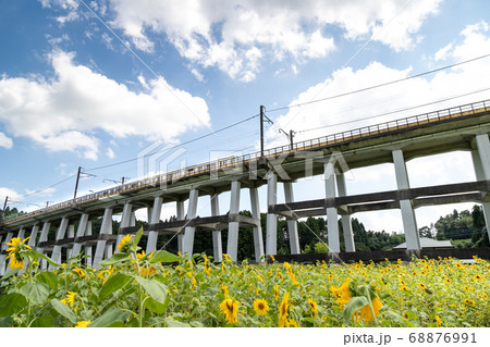 鉄道高架橋とひまわり畑　千葉県大網白里市　日本 68876991