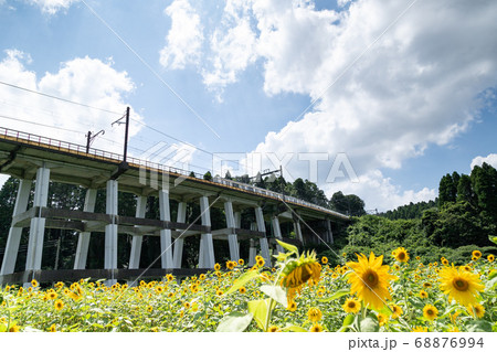 鉄道高架橋とひまわり畑　千葉県大網白里市　日本 68876994