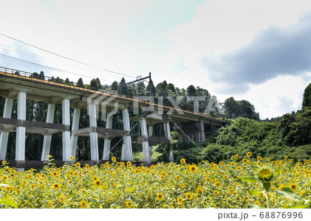 鉄道高架橋とひまわり畑　千葉県大網白里市　日本 68876996
