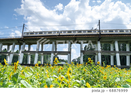 鉄道高架橋とひまわり畑 千葉県大網白里市 日本 鉄道高架橋とひまわり畑 千葉県大網白里市 日本 68876999