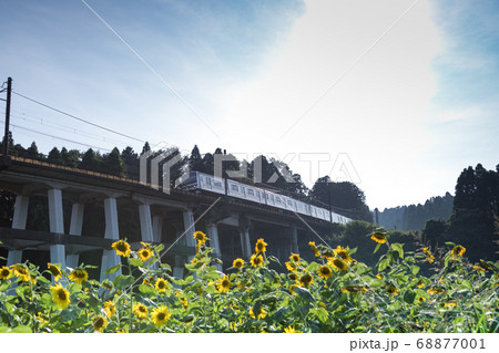 鉄道高架橋とひまわり畑 千葉県大網白里市 日本 鉄道高架橋とひまわり畑 千葉県大網白里市 日本 68877001
