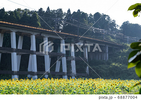 鉄道高架橋とひまわり畑 千葉県大網白里市 日本 鉄道高架橋とひまわり畑 千葉県大網白里市 日本 68877004