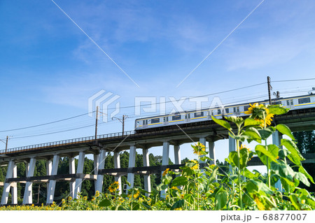 鉄道高架橋とひまわり畑　千葉県大網白里市　日本 68877007