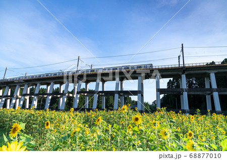 鉄道高架橋とひまわり畑 千葉県大網白里市 日本 鉄道高架橋とひまわり畑 千葉県大網白里市 日本 68877010