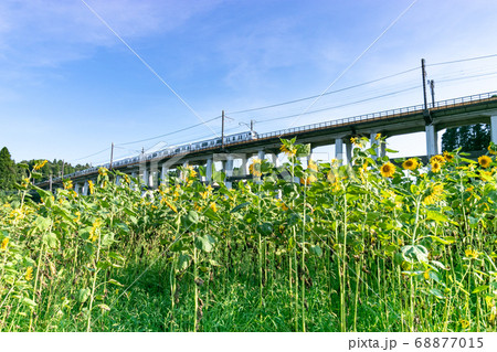 鉄道高架橋とひまわり畑 千葉県大網白里市 日本 鉄道高架橋とひまわり畑 千葉県大網白里市 日本 68877015