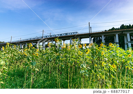 鉄道高架橋とひまわり畑 千葉県大網白里市 日本 鉄道高架橋とひまわり畑 千葉県大網白里市 日本 68877017