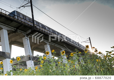 鉄道高架橋とひまわり畑 千葉県大網白里市 日本 鉄道高架橋とひまわり畑 千葉県大網白里市 日本 68877020