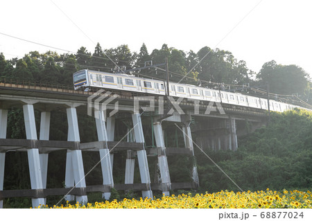 鉄道高架橋とひまわり畑 千葉県大網白里市 日本 鉄道高架橋とひまわり畑 千葉県大網白里市 日本 68877024