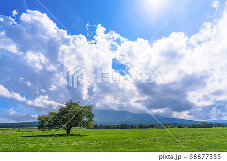 夏の上坊牧野の一本桜と青空 岩手県八幡平市 夏の上坊牧野の一本桜と青空 岩手県八幡平市 68877355