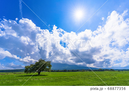 夏の上坊牧野の一本桜と青空 岩手県八幡平市 夏の上坊牧野の一本桜と青空 岩手県八幡平市 68877356