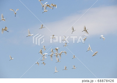 アマサギ 68878426