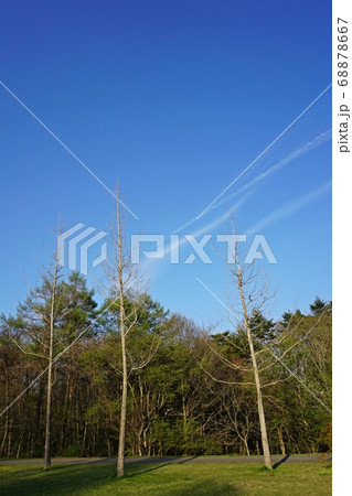 新緑の軽井沢 湯川ふるさと公園の写真素材 新緑の軽井沢 湯川ふるさと公園の写真素材