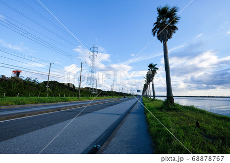 千葉県のヤシの木の道 千葉県のヤシの木の道 68878767