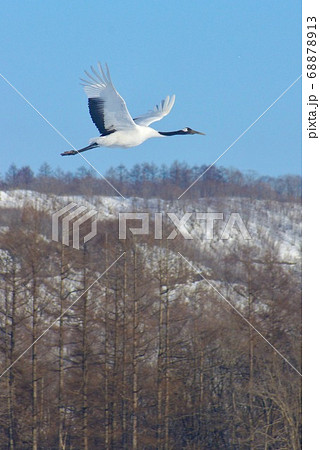 タンチョウヅル 鶴居伊藤サンクチュアリ 北海道阿寒郡鶴居村 タンチョウヅル 鶴居伊藤サンクチュアリ 北海道阿寒郡鶴居村 68878913