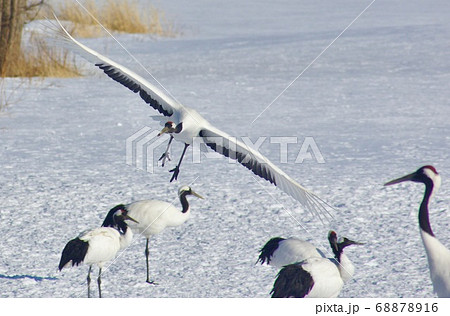 タンチョウヅル　鶴居伊藤サンクチュアリ　北海道阿寒郡鶴居村 68878916