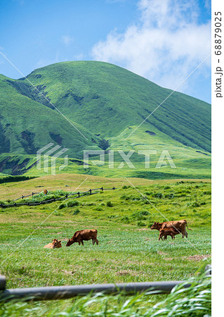 阿蘇の原野に放牧されて牛 68879025
