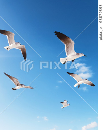 Seagulls flying in blue sky Seagulls flying in blue sky 68879398