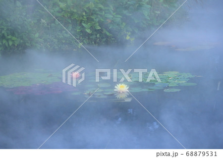 西武池袋屋上庭園「食と緑の空中庭園」睡蓮の庭 68879531