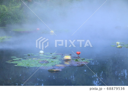 西武池袋屋上庭園「食と緑の空中庭園」睡蓮の庭 68879536