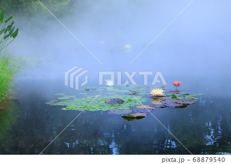 西武池袋屋上庭園「食と緑の空中庭園」睡蓮の庭 西武池袋屋上庭園「食と緑の空中庭園」睡蓮の庭 68879540
