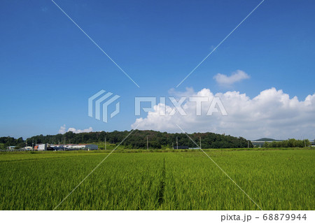風景 田畑 始興市 68879944