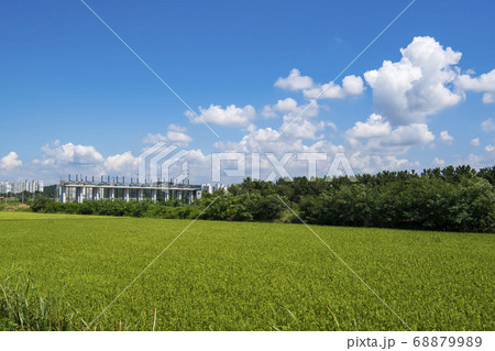 風景 田畑 始興市 68879989