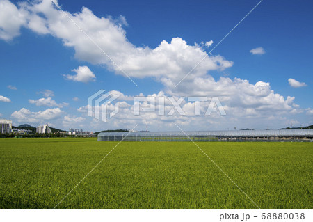 風景 田畑 始興市 68880038