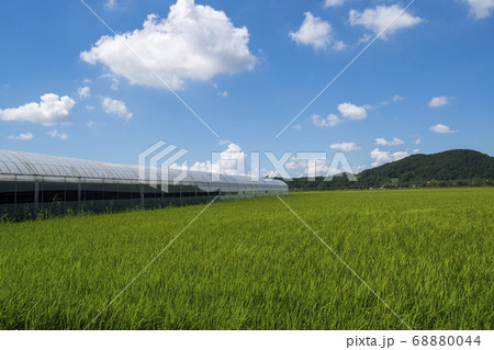 風景 田畑 始興市 68880044