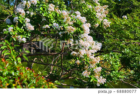 神野公園サルスベリ(百日紅)見ごろ 68880077