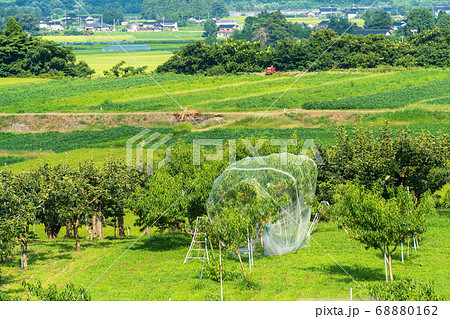 櫛引から見た鶴岡の街並み 桃の観光果樹園 山形県鶴岡市の写真素材