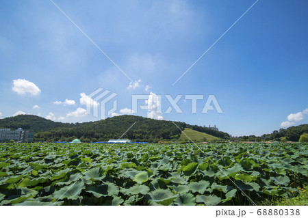 風景 蓮の葉 始興市 68880338