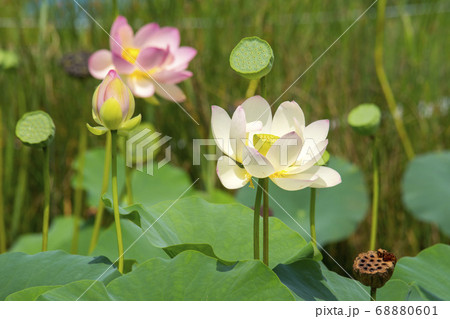 植物 花 自然 68880601