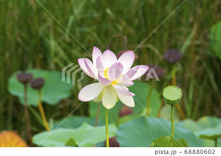 植物 花 自然 68880602