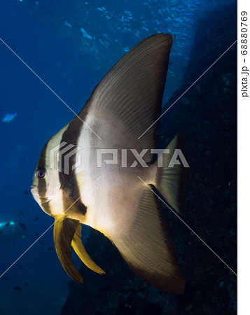 A teira batfish swimming in the blue A teira batfish swimming in the blue 68880769