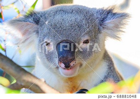 かわいらしいコアラの顔 68881048