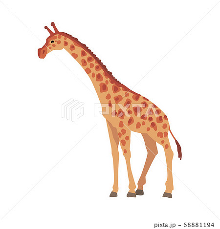 Giraffe Wild African Animal, Side View Cartoon Vector Illustration 68881194