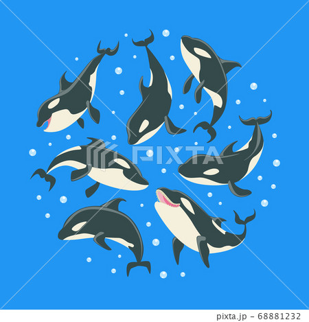 Killer Whales Pattern of Round Shape, Grampus or Orcinus Orca Whale Marine Predatory Fish Vector Illustration 68881232