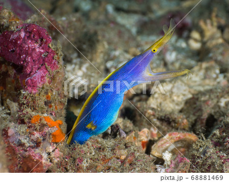 Blue Ribbon eel leaning out of its burrow 68881469