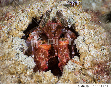 Lisa's mantis shrimp lurking in its burrow Lisa's mantis shrimp lurking in its burrow 68881471