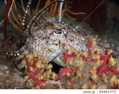 Broadclub cuttlefish in coral reef Broadclub cuttlefish in coral reef 68881473