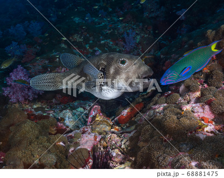 Stellate puffer with mushroom anemones Stellate puffer with mushroom anemones 68881475